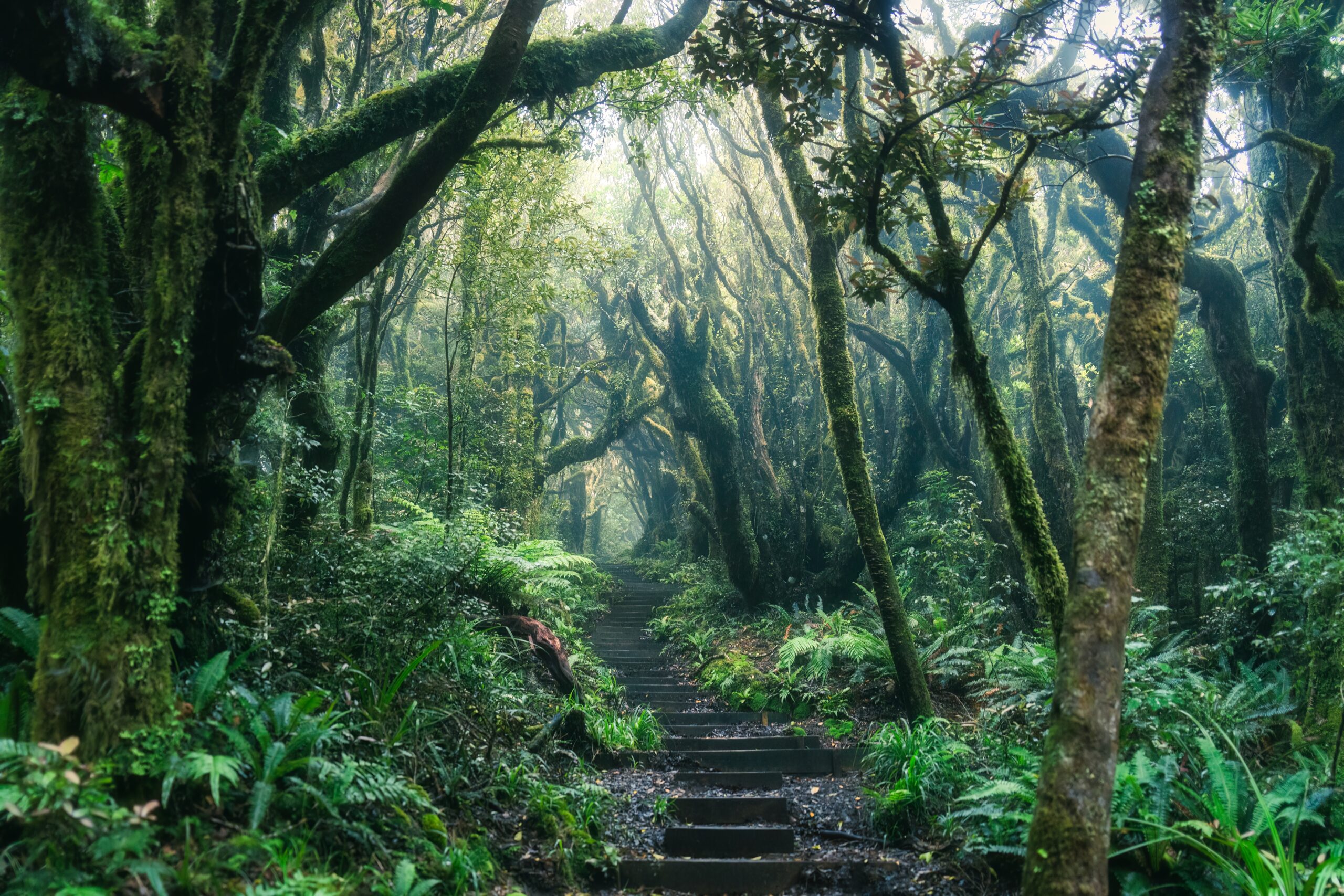 black belt, strong woman